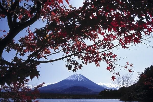 Japan, Honshu, Yamanashi Pref. Fuji-Hakone-Izu NP. The deep red leaves of a fall