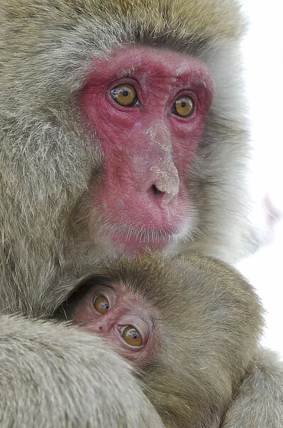 Japan, Jigokudani Monkey Park. Detail of a baby snow monkey clinging to its mother