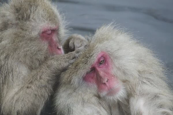 Japan, Jigokudani Monkey Park. A snow monkey grooms another while sitting in a hot spring