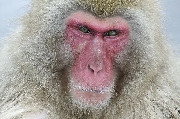 Japan, Jigokudani Monkey Park. A snow monkey looks pensively at the camera