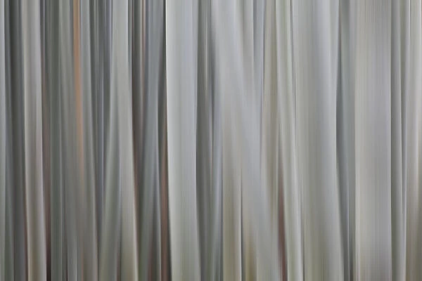 Japan, Kyoto. Abstract blur of bamboo stalks. Credit as