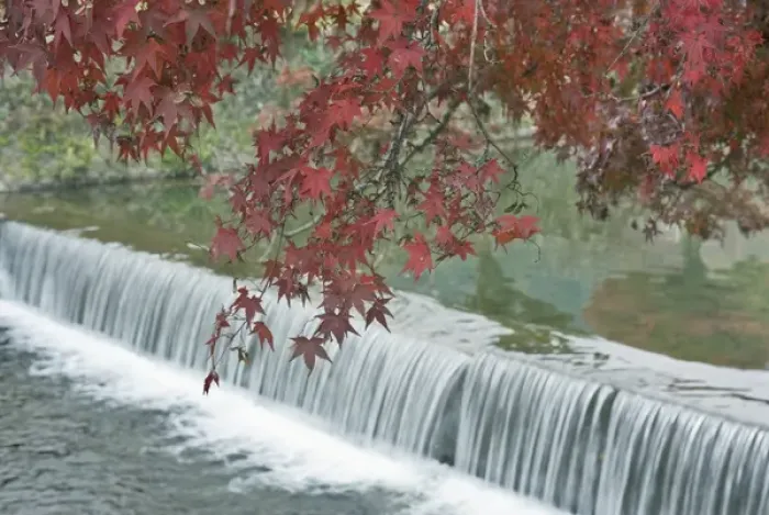 Framed Print : Japan, Kyoto, Arashiyama, Maple Leaves and Waterfall Framed Print : Japan, Kyoto, Arashiyama, Maple Leaves and Waterfall