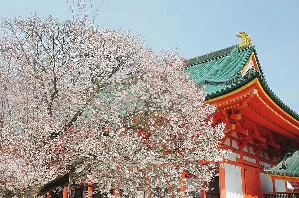 Japan, Kyoto. Cherry blossom of Shinto