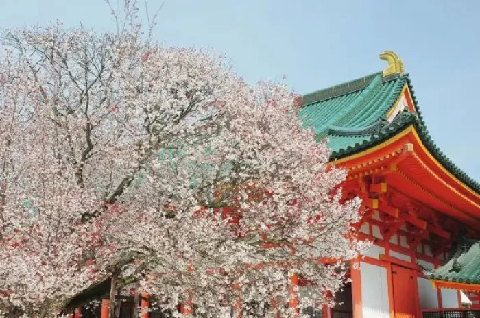 Framed Print : Japan, Kyoto. Cherry blossom of Shinto