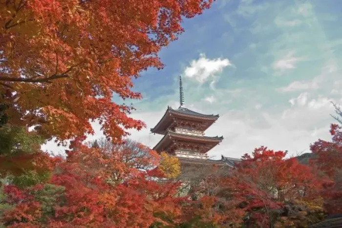 Framed Print : Japan, Kyoto, Pagoda in Autumn colour Framed Print : Japan, Kyoto, Pagoda in Autumn colour