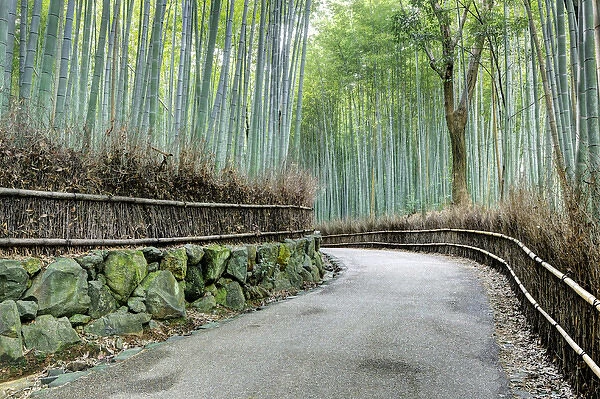 Japan, Kyoto. Road through the Arashiyama Bamboo Grove