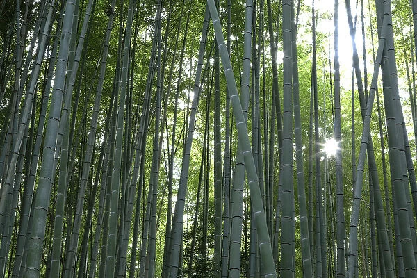 Japan, Kyoto. Sunburst inside the Arashiyama Bamboo Grove