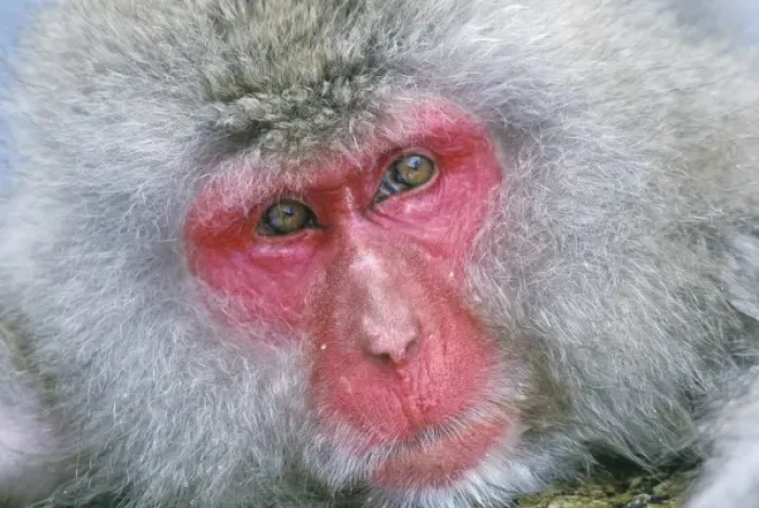 Framed Print : Japan, Nagano, Jigokudani, Snow Monkey, Japanese Macaque, (Macaca fuscata)