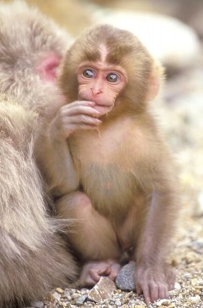 Japan, Nagano, Jigokudani, Snow Monkey Baby, Japanese Macaque, (Macaca fuscata)