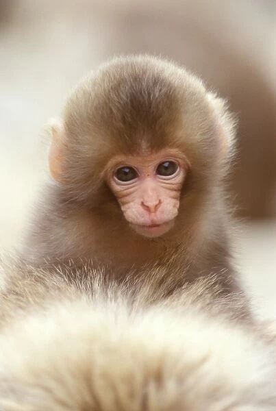 Japan, Nagano, Jigokudani, Snow Monkey Baby on Mothers Back, Japanese Macaque