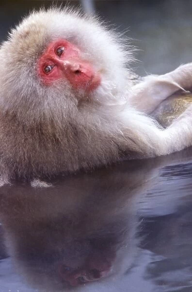 Japan, Nagano, Jigokudani, Snow Monkey in Hot Spring, Japanese Macaque, (Macaca fuscata)