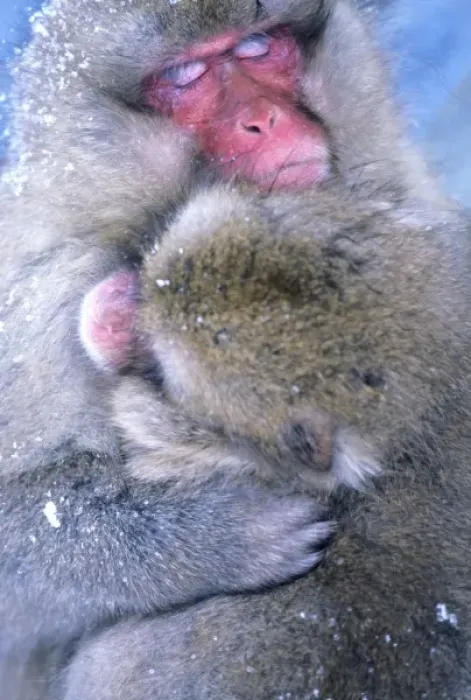Framed Print : Japan, Nagano, Jigokudani, Snow Monkey Mother & Child, Japanese Macaque, (Macaca fuscata)