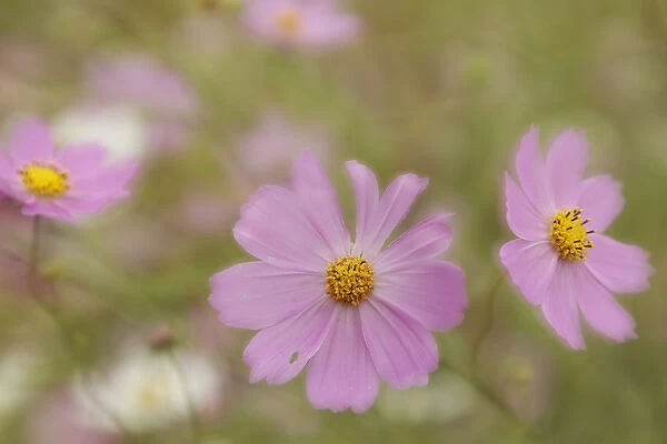 Japan, Nara Prefecture. Close-up of blooming cosmos flowers
