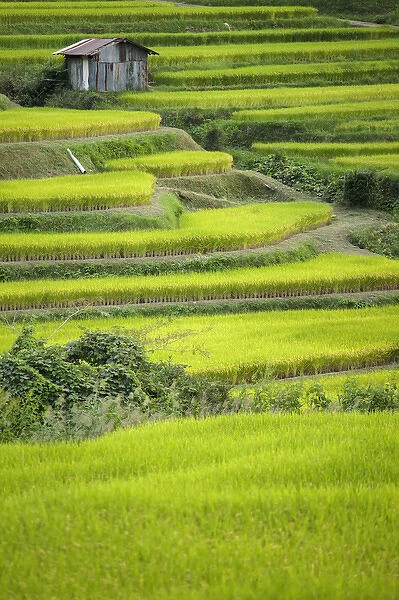 Japan, Nara Prefecture, Soni Plateau. Rice terraces