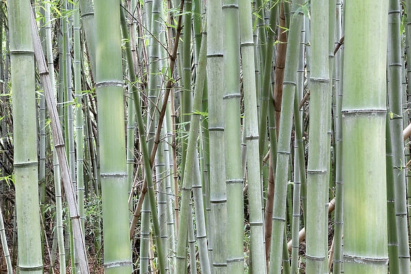 Japan, Nara Provence, Heguri-cho. Close-up of bamboo grove