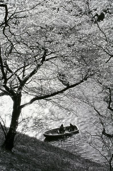 Japan, Tokyo. Cherry blossoms in the Imperial Palace Gardens