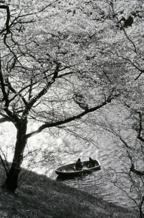 Framed Print : Japan, Tokyo. Cherry blossoms in the Imperial Palace Gardens Framed Print : Japan, Tokyo. Cherry blossoms in the Imperial Palace Gardens