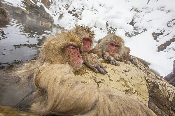 Japan, Yamanouchi, Jigokudani Monkey Park. Japanese macaques in thermal pool. Credit as