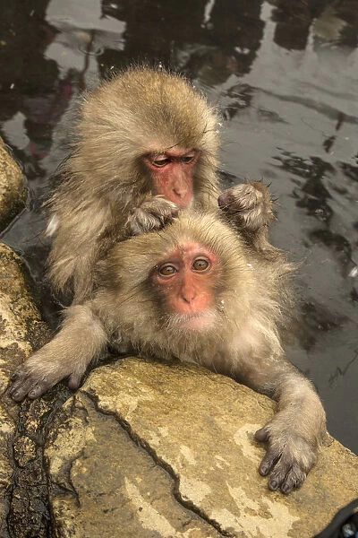 Japan, Yamanouchi, Jigokudani Monkey Park. Japanese macaques grooming. Credit as