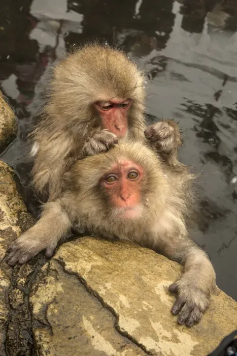 Framed Print : Japan, Yamanouchi, Jigokudani Monkey Park. Japanese macaques grooming. Credit as Framed Print : Japan, Yamanouchi, Jigokudani Monkey Park. Japanese macaques grooming. Credit as