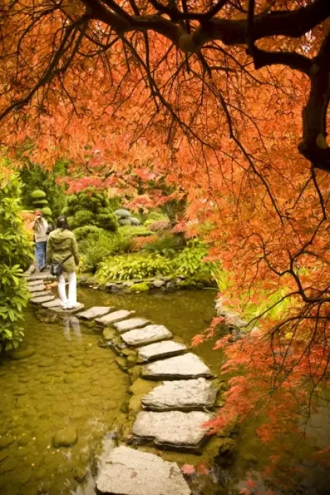 Framed Print : The Japanese Garden, Autumn Colors, Butchart Gardens, National Historic Site of Canada