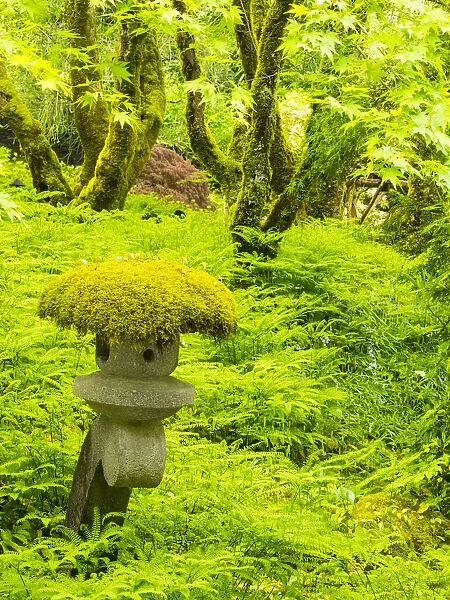 Japanese garden in green with ornament moss laden