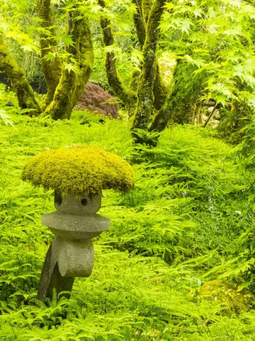 Framed Print : Japanese garden in green with ornament moss laden Framed Print : Japanese garden in green with ornament moss laden
