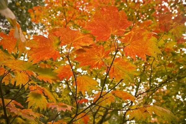 Japanese Garden, Washinton Park, Autumn Colors, Seattle, Washington State, USA (RF)