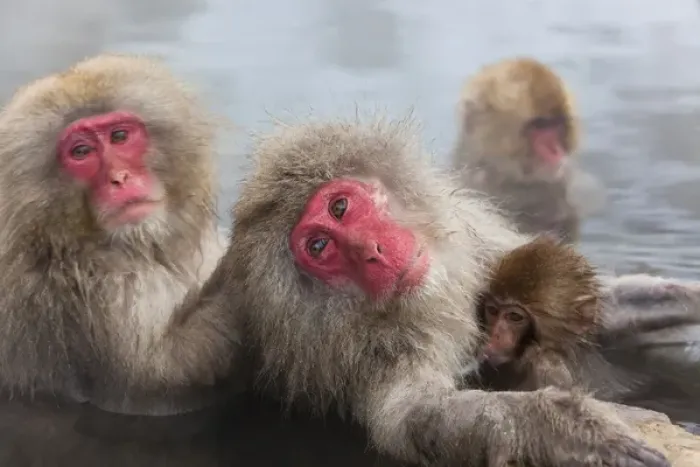 Framed Print : Japanese macaque (Macaca fuscata) / Snow monkey, Joshin-etsu National Park, Honshu, Japan Framed Print : Japanese macaque (Macaca fuscata) / Snow monkey, Joshin-etsu National Park, Honshu, Japan