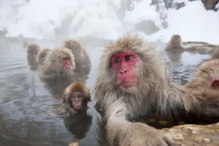 Framed Print : Japanese macaque (Macaca fuscata) / Snow monkey, Joshin-etsu National Park, Honshu, Japan Framed Print : Japanese macaque (Macaca fuscata) / Snow monkey, Joshin-etsu National Park, Honshu, Japan