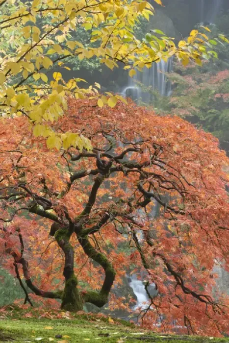 Framed Print : Japanese maple (Acer palmatum) in autumn color, Portland Japanese Garden, Oregon