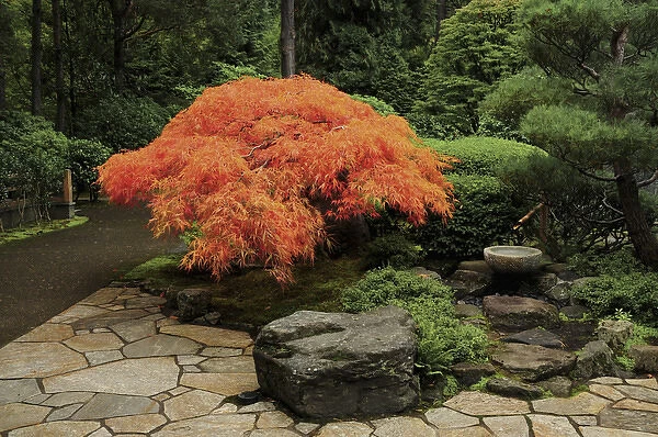 Japanese Maple in Autumn, Portland Japanese Garden, Portland, Oregon, USA