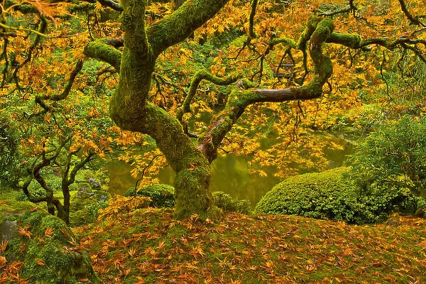 Japanese maple in autumn, Portland Japanese Garden, Portland, Oregon, USA