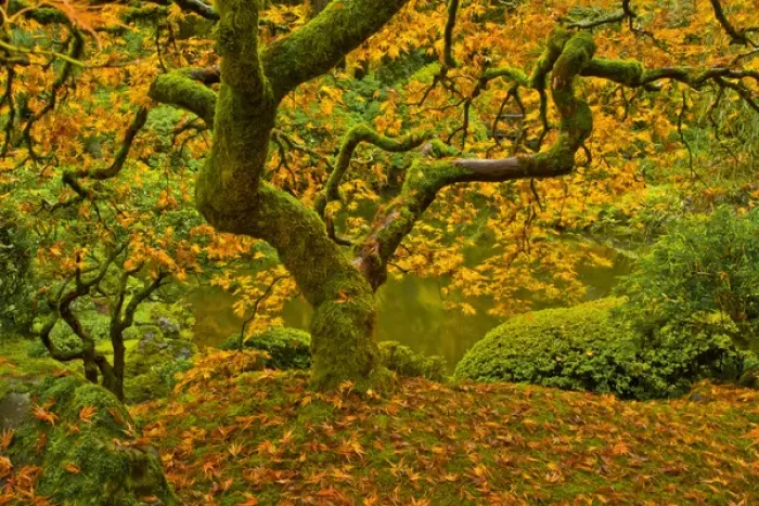 Framed Print : Japanese maple in autumn, Portland Japanese Garden, Portland, Oregon, USA Framed Print : Japanese maple in autumn, Portland Japanese Garden, Portland, Oregon, USA