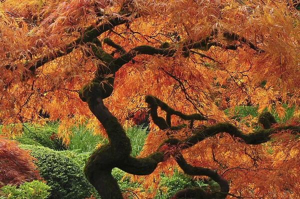 Japanese Maple in Full Fall Color; Portland Japanese Garden; Portland; Oregon; USA