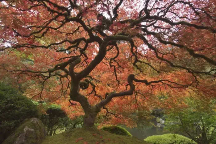 Framed Print : Japanese maple in fall color, Portland Japanese Garden, Oregon Framed Print : Japanese maple in fall color, Portland Japanese Garden, Oregon
