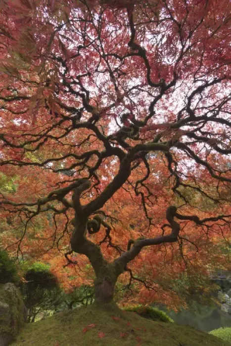 Framed Print : Japanese maple in fall color, Portland Japanese Garden, Oregon Framed Print : Japanese maple in fall color, Portland Japanese Garden, Oregon