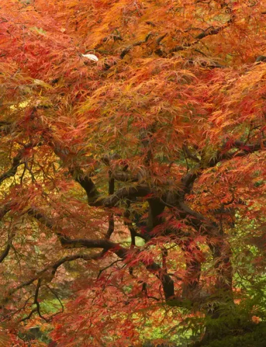 Framed Print : Japanese maple in fall color, Portland Japanese Garden, Oregon Framed Print : Japanese maple in fall color, Portland Japanese Garden, Oregon