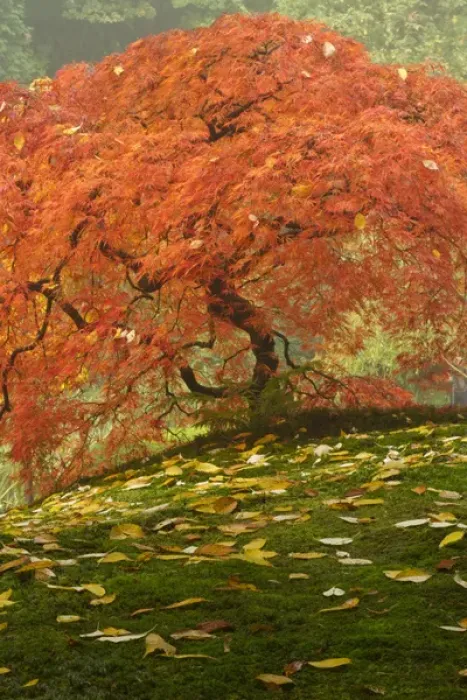 Framed Print : Japanese maple in fall color at the Portland Japanese Garden, Oregon Framed Print : Japanese maple in fall color at the Portland Japanese Garden, Oregon