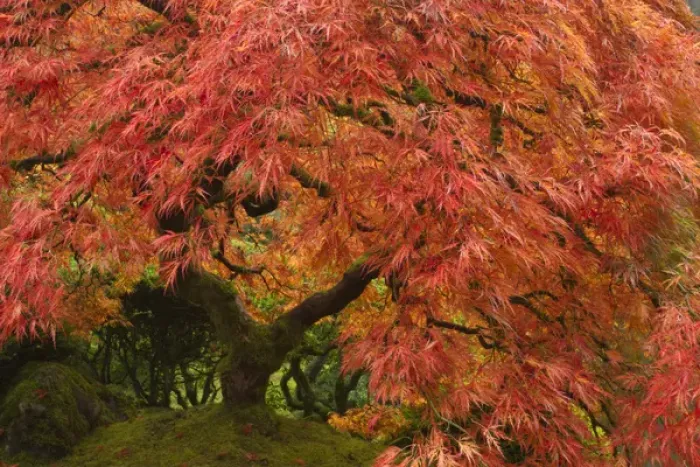 Framed Print : Japanese maple in fall color at the Portland Japanese Garden, Oregon