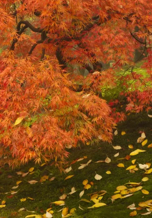 Framed Print : Japanese maple in fall color at the Portland Japanese Garden, Oregon