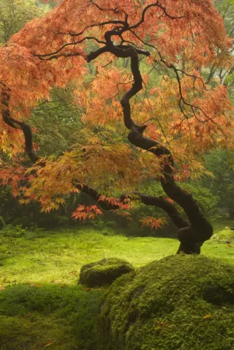 Framed Print : Japanese maple in fall color at the Portland Japanese Garden, Oregon Framed Print : Japanese maple in fall color at the Portland Japanese Garden, Oregon