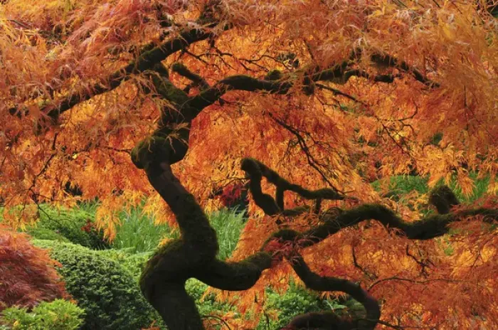 Framed Print : Japanese Maple in Full Fall Color; Portland Japanese Garden; Portland; Oregon; USA Framed Print : Japanese Maple in Full Fall Color; Portland Japanese Garden; Portland; Oregon; USA