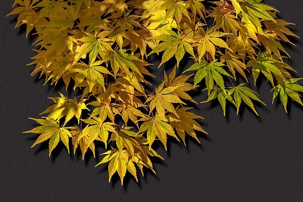 Japanese maple leaf in autumn, New England