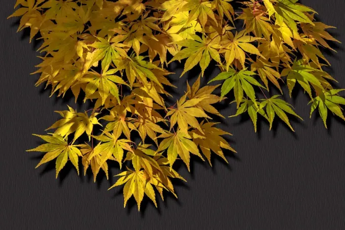 Framed Print : Japanese maple leaf in autumn, New England Framed Print : Japanese maple leaf in autumn, New England