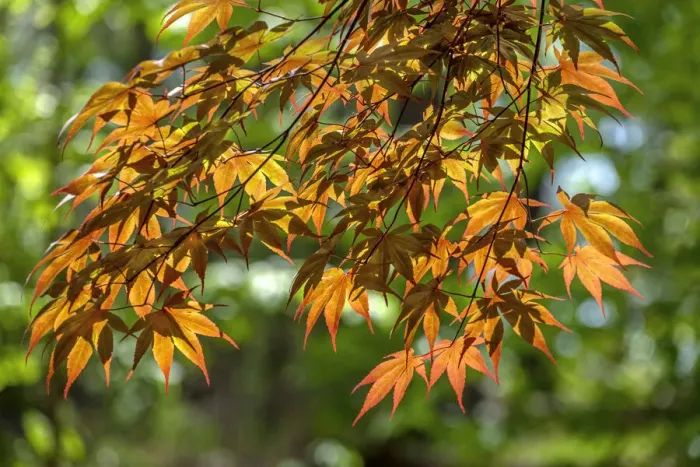 Framed Print : Japanese Maple leaves