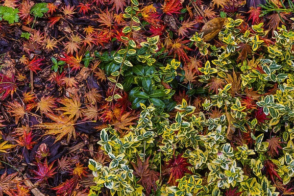Japanese maple leaves on ground in Nelson, British Columbia, Canada