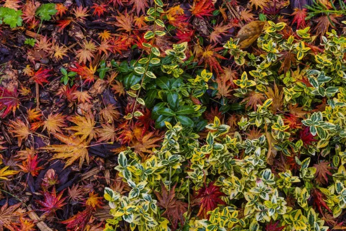 Framed Print : Japanese maple leaves on ground in Nelson, British Columbia, Canada Framed Print : Japanese maple leaves on ground in Nelson, British Columbia, Canada