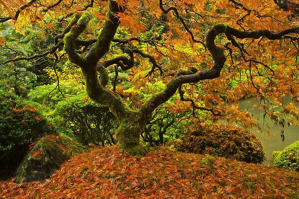 Japanese Maple; Portland Japanese Garden; fallen leaves; Autumn; strolling garden; Portland