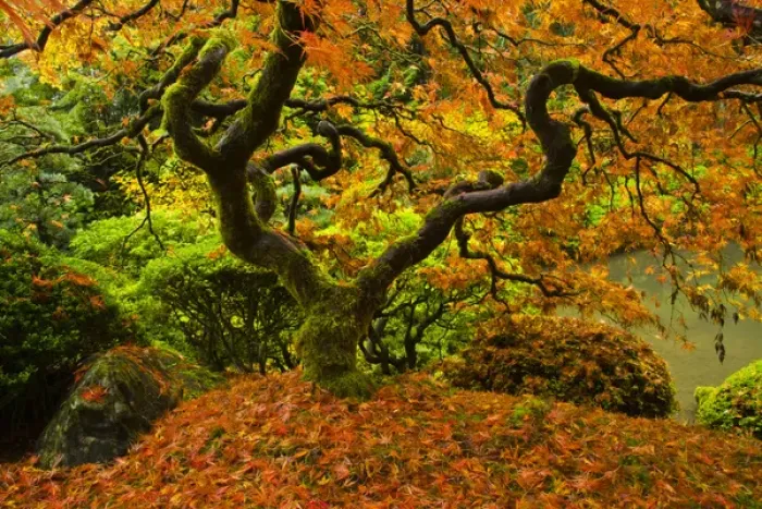Framed Print : Japanese Maple; Portland Japanese Garden; fallen leaves; Autumn; strolling garden; Portland Framed Print : Japanese Maple; Portland Japanese Garden; fallen leaves; Autumn; strolling garden; Portland